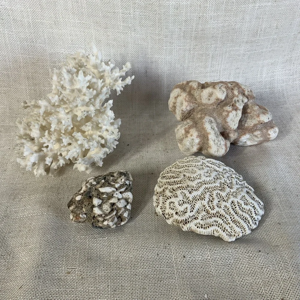 Natural Sea Finger Branch Brain Assorted Coral Aquarium Decor